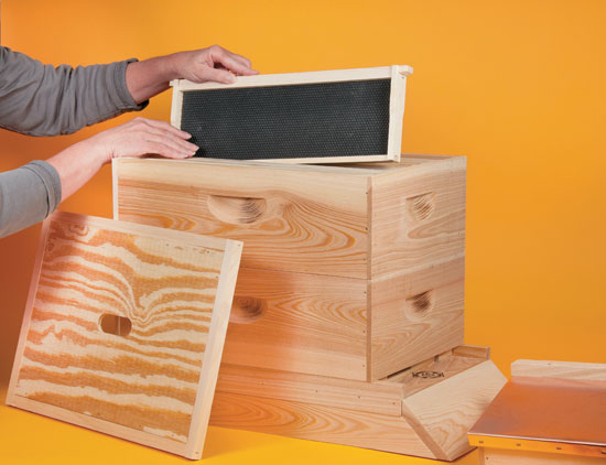 Some beekeepers recommend that you use black foundation frames in the bottom or brood box and natural-colored frames in the upper or honey supers, but many people use natural-colored frames throughout their hives.